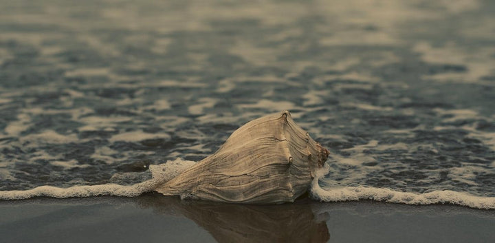 The Conch Shell: Symbolic Elegance - Caribbijou Island Jewellery